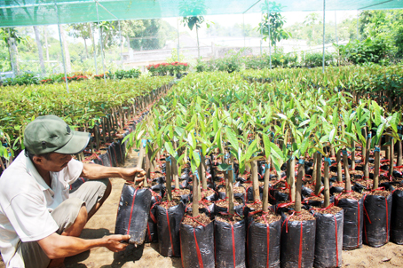 Giống sẩu rieng.jpg