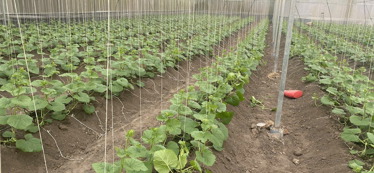 /Users/admin/Desktop/2490776956072535804.jpg?t=1762423301