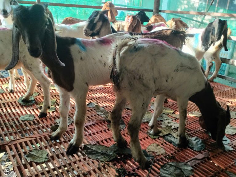 dich-benh-2-768x576.jpg?t=1762423301