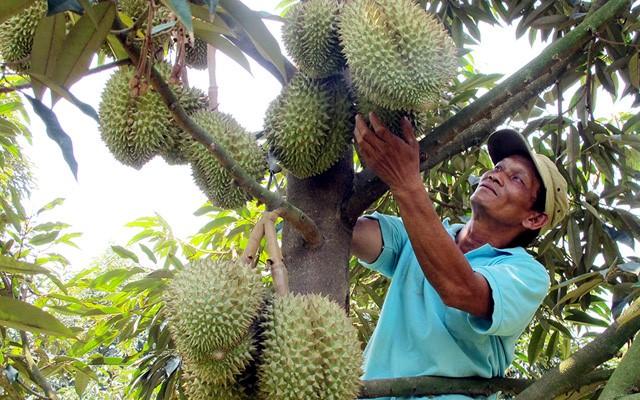 sau rieng 2.jpg?t=1762423302