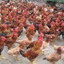 download.jpg?t=1762423302