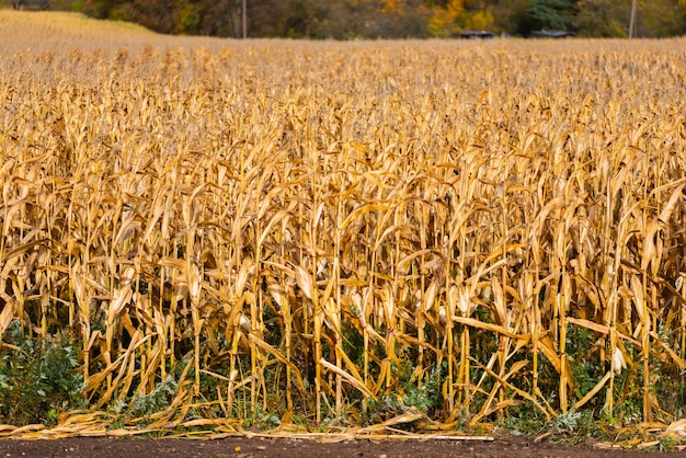 Maizal seco en el día de otoño antes de la cosecha | Foto Premium