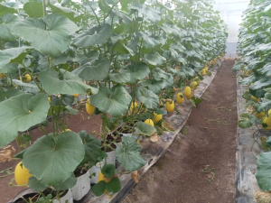 Đổi đời từ vốn vay Ngân hàng Chính sách Xã hội Bình Long