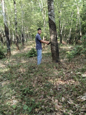 Trái ngọt từ nguồn vốn vay Ngân hàng Chính sách xã hội Bình Long