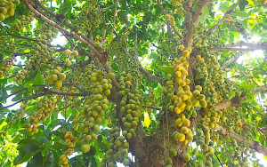 Mùa Dâu da An Phước