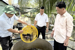 Mô hình nuôi cá lóc, cá rô đồng và cá giống mang lại hiệu quả kinh tế cao của nông dân Lê Quang Tuân (ấp Tân Thịnh, xã An Viễn). Ảnh: Hải Quân