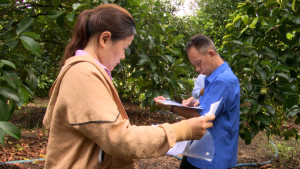 Ban Giám khảo hội thi “Vườn cây kiểu mẫu” phường Bảo Vinh năm 2026 chấm thi thực tế
