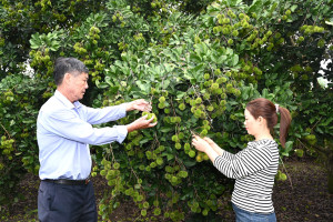 Chôm chôm đầu mùa giá cao, nhà vườn phường bảo Vinh phấn khởi