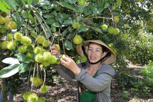 Vườn trái cây Bảo Vinh vào mùa đón khách du lịch