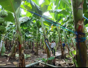 Bàu Hàm: Nông dân phấn khởi với vụ chuối cấy mô "được mùa, được giá"