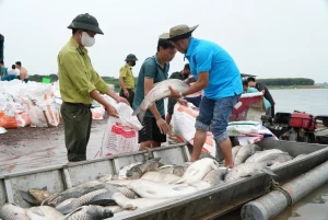Hơn 100 tấn cá lồng bè tại hồ Trị An chết hàng loạt