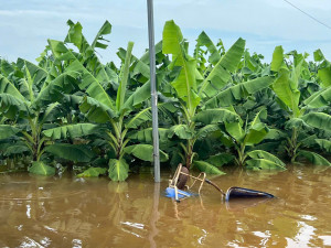 MƯA LỚN GÂY NGẬP ÚNG  GẦN 15 HA CÂY TRỒNG TẠI ẤP THANH BÌNH XÃ BÀU HÀM