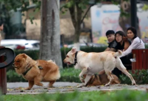 Không đeo rọ mõm cho chó khi đưa ra nơi công cộng;
