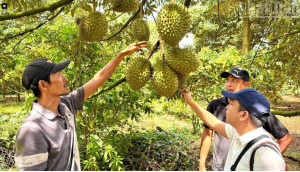 Mùa Sầu riêng trĩu quả ở Đồng Nai