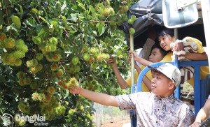 Bình Lộc phát triển du lịch vườn trái cây ngày càng… chuyên nghiệp