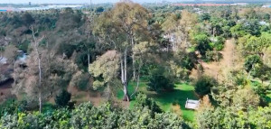 TRĂM NĂM MÙA TRÁI NGỌT