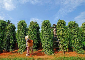 Tín dụng chính sách – Cầu nối đưa nguồn vốn đến với người dân Bình Long