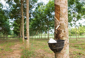 Vốn vay tín dụng chính sách tạo sức bật cho hội viên hội nông dân phường Bình Long