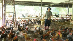 TÍN DỤNG CHÍNH SÁCH MANG LẠI NIỀM VUI, NIỀM TIN CHO NGƯỜI DÂN PHƯỜNG BÌNH LONG