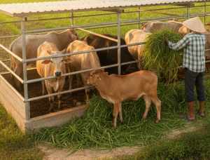 Tín dụng chính sách – điểm tựa vững chắc giúp hộ nghèo vươn lên