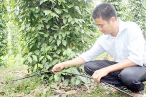 ​Trồng tiêu chuẩn GlobalGAP