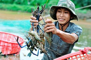 Ấn tượng ngành Thủy sản