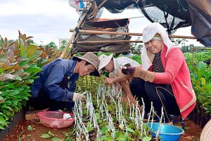 Mô hình vườn ươm cây giống ở Núi Tung