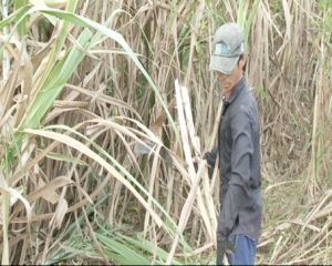 ​Nông dân lo mùa mía “đắng”