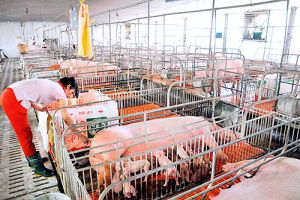 Triển khai đề án truy xuất nguồn gốc thịt heo, gà trên địa bàn Đồng Nai