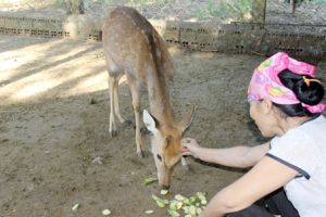 ​Hiếu Liêm phát triển làng du lịch hươu, nai