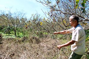 Nông dân lo lắng vì mưa trái mùa