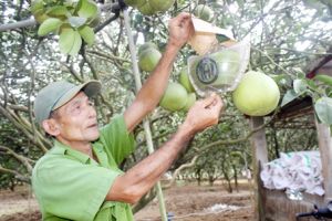 Hàng “độc” dịp tết