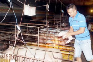 ​Sẽ triển khai truy xuất nguồn gốc thực phẩm