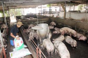 ​Heo tết ít biến động
