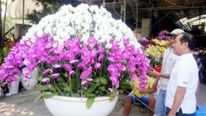 Hoa xuân về phố