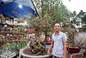 Chợ hoa xuân Mậu Tuất: Hoa nở đẹp, giá không tăng