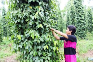 ​Hội đồng trung ương thẩm định 2 huyện Cẩm Mỹ, Vĩnh Cửu đạt chuẩn huyện nông thôn mới năm 2017
