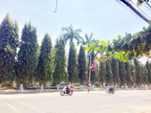 ​Biên Hòa đề xuất thay mới cây xanh trên đường Hà Huy Giáp