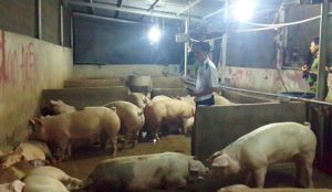 ​Phát hiện cơ sở bơm nước vào heo