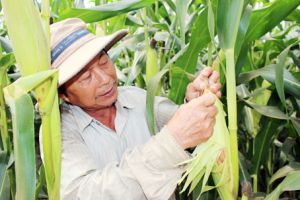 Khát vọng về cánh đồng lớn