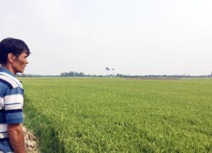 ​Muốn chuyển đất lúa sang trồng bưởi