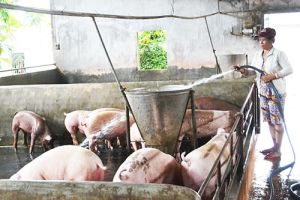 Chăn nuôi vẫn chưa hết khó