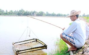 Biến hạn mặn thành cơ hội làm giàu