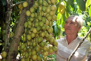 Mùa dâu An Phước