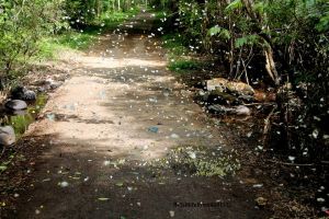 ​Tham quan mùa bướm rừng