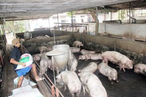 ​Giá heo hơi liên tục biến động