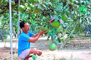 Huyện chiến khu xưa về đích nông thôn mới