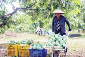 Chào mừng huyện Vĩnh Cửu đạt chuẩn huyện nông thôn mới: Huyện chiến khu đón nông thôn mới