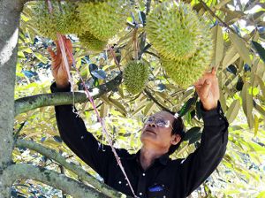 Huyện Cẩm Mỹ: Tiền đề phát triển nông thôn bền vững