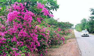 Độc đáo đường hoa vào Chiến khu Đ